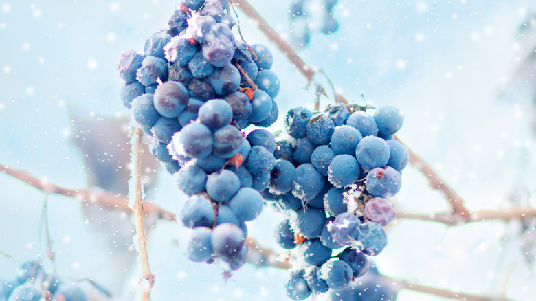 Grapes left on the vine in winter to freeze for making ice wine