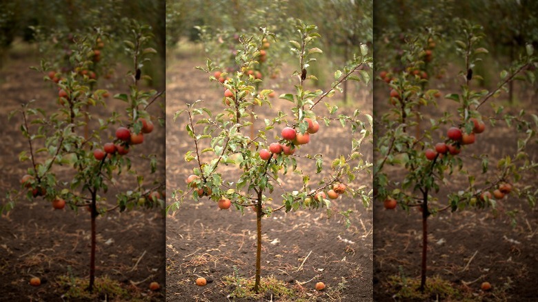apple sapling growing in field