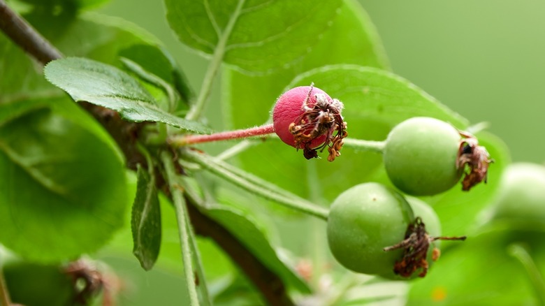 American crab apple growing naturally