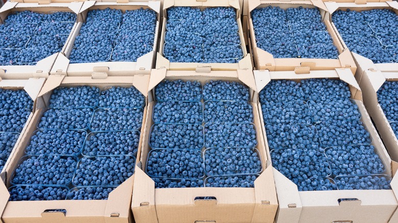 Blueberries packed for transit