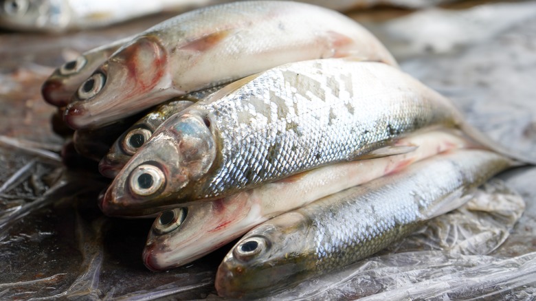 pile of fish