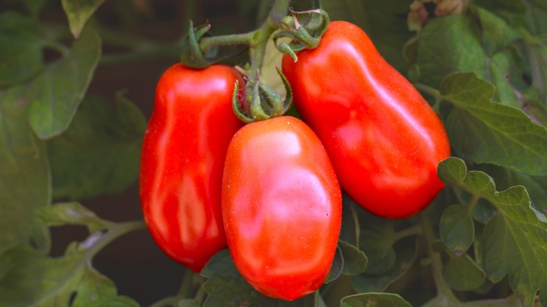 San Marzano tomatoes on vine