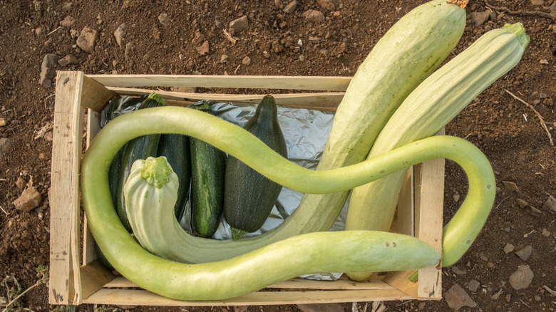 Italian summer squash cucuzza