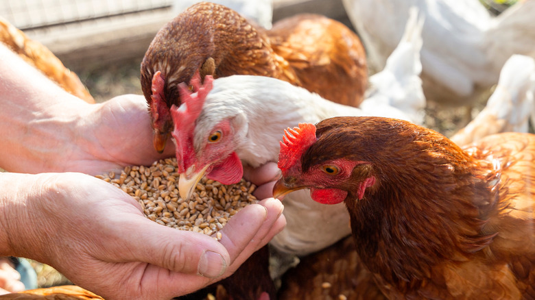 chickens eating feed out of person's hands