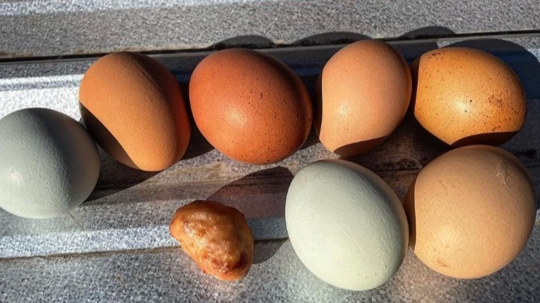 several normal eggs surround a lash egg
