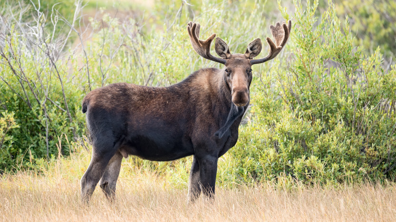 Bull moose looking straight into the camera