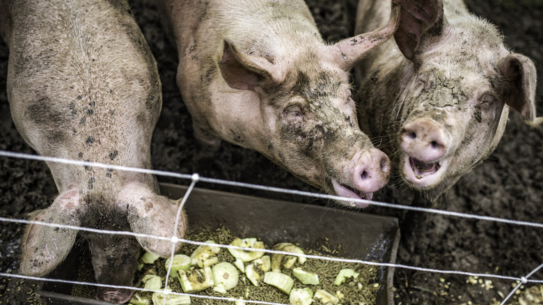 Pigs on a farm, eating scraps of food