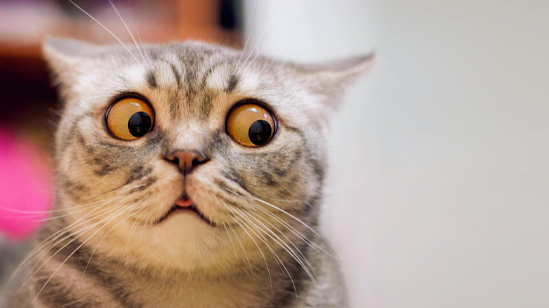 Tabby cat with bulging cartoon eyes