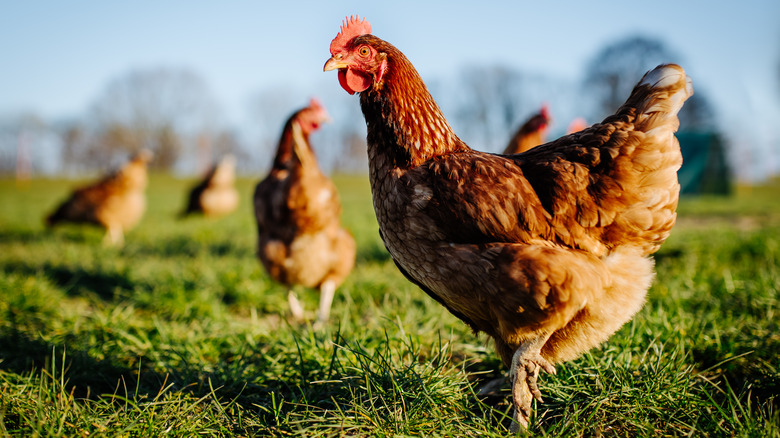 Chickens standing in a pasture
