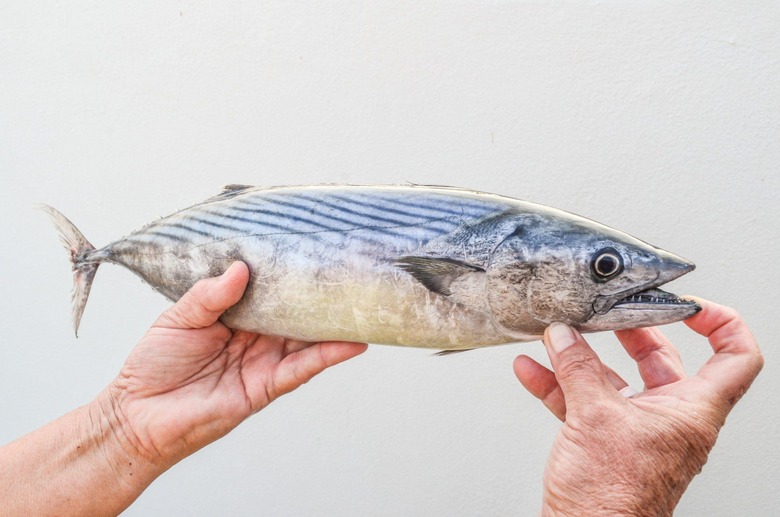 The World's Obsession With Sushi Has Led to a 97 Percent Drop in Historic Levels of Bluefin Tuna