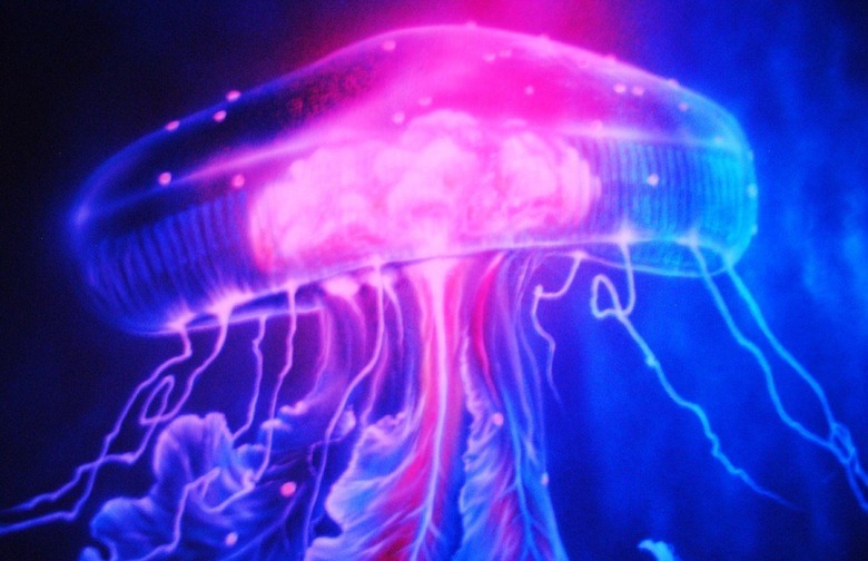 Immortal Jellyfish — Eternity?