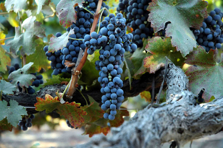 grape vines
