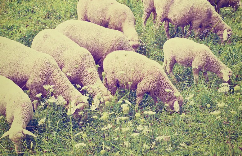 They're Treated with a Chemical That's Also Used to Remove Hair and Feathers from Livestock