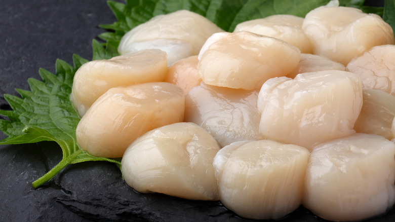 Raw scallops placed on a black slate