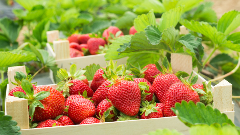 Freshly picked strawberries in a wooden box on a farm