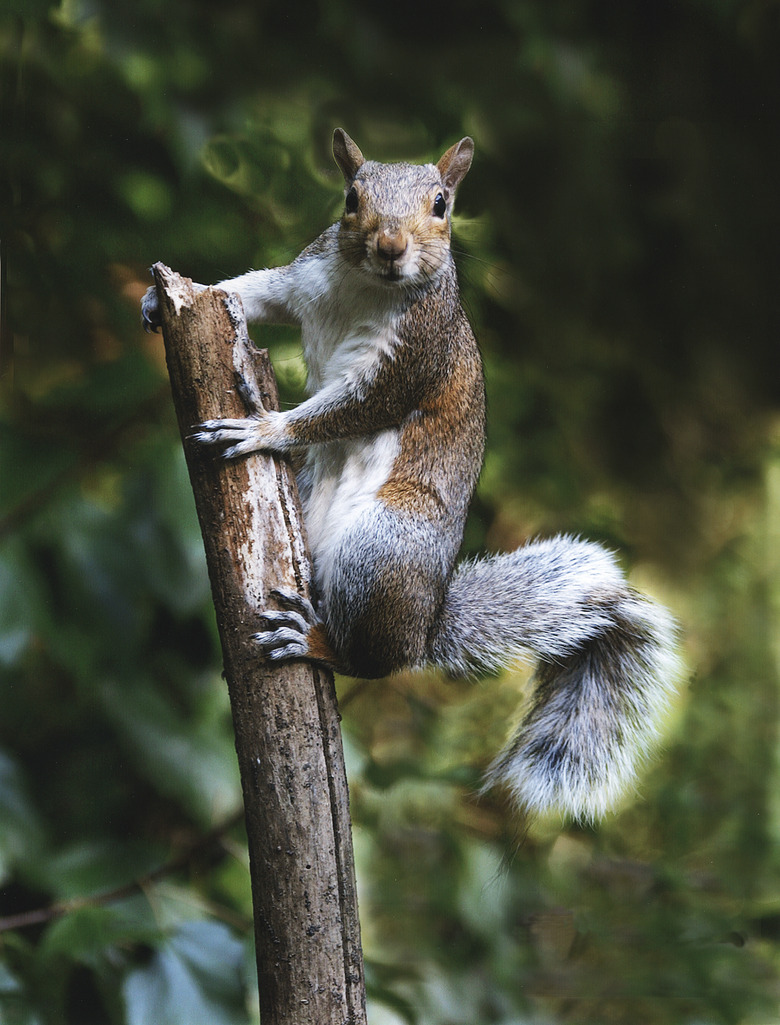 squirrel