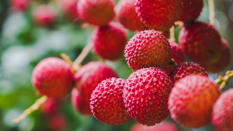 lychees on a tree