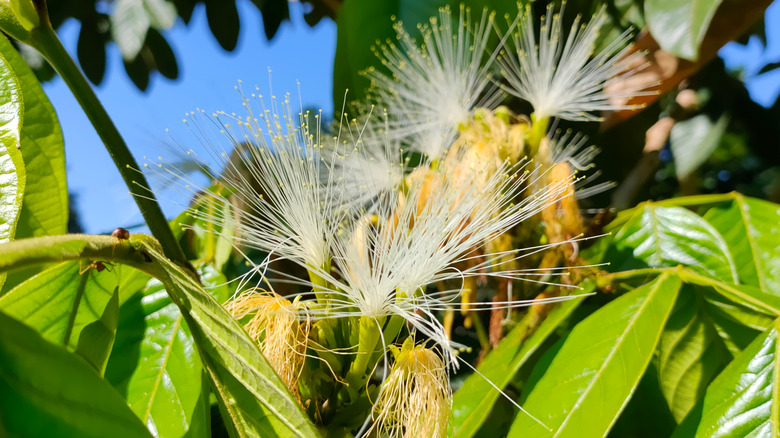 Inga tree fruit and flowers