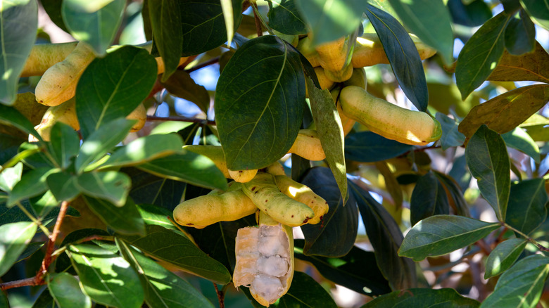 Inga tree
