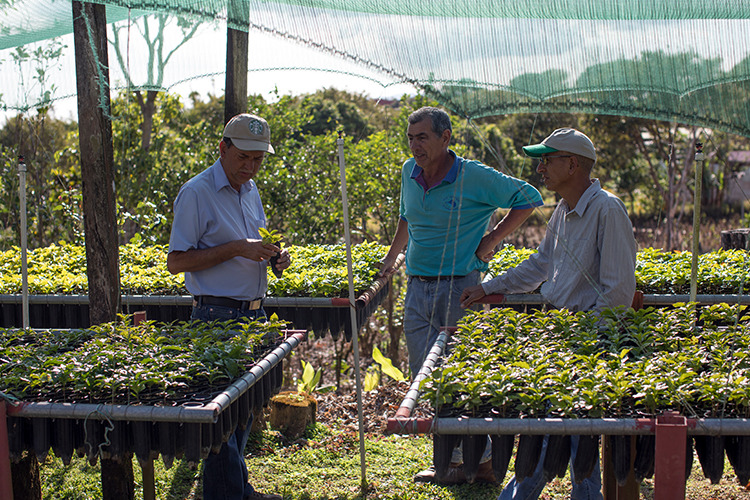 This Starbucks Coffee Farm Is Officially Open to Tourists