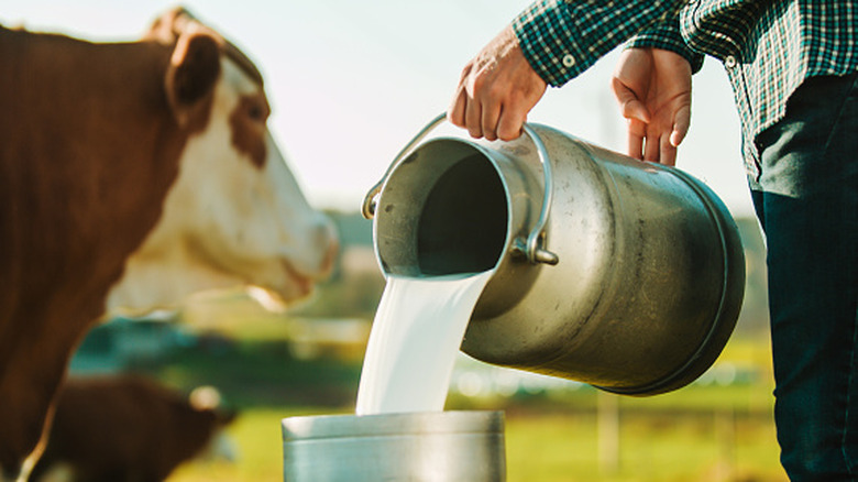 dairy farmer pouring milk into a container next to a cow on the farm