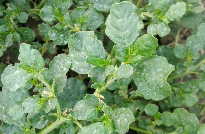 purslane