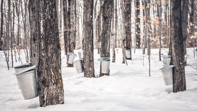 sap collection buckets on trees 