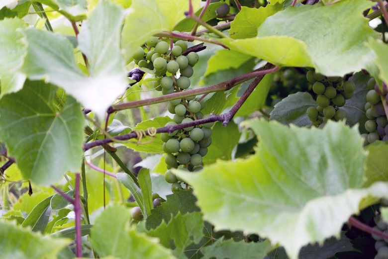 Thousands of Acres of Valuable Cognac and Chablis Damaged by Hailstorms