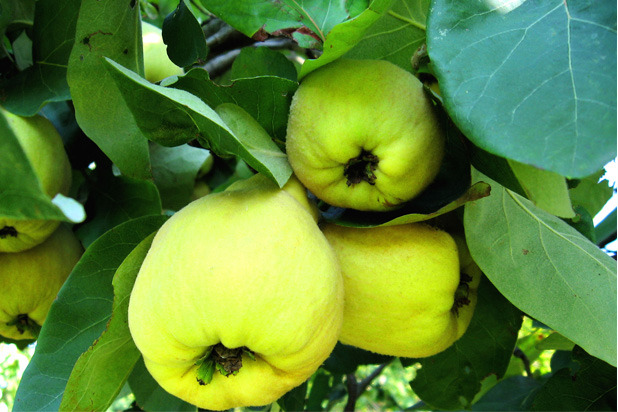 Cute Quince