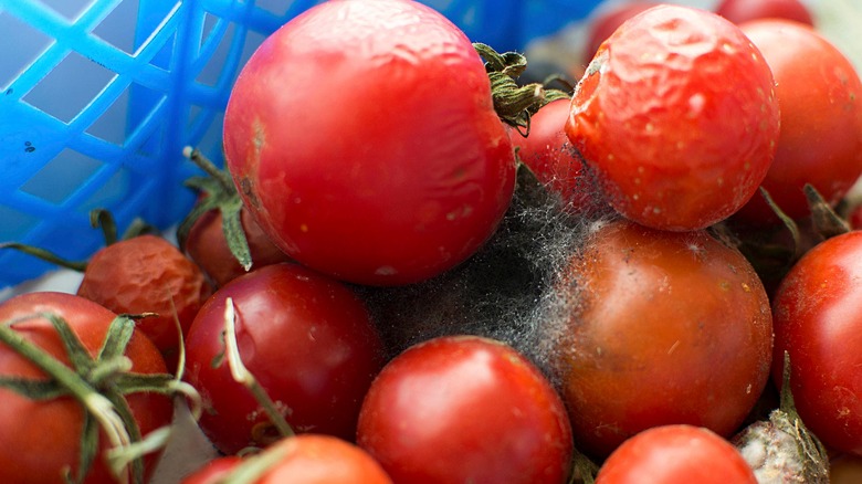 A pile of damaged tomatoes