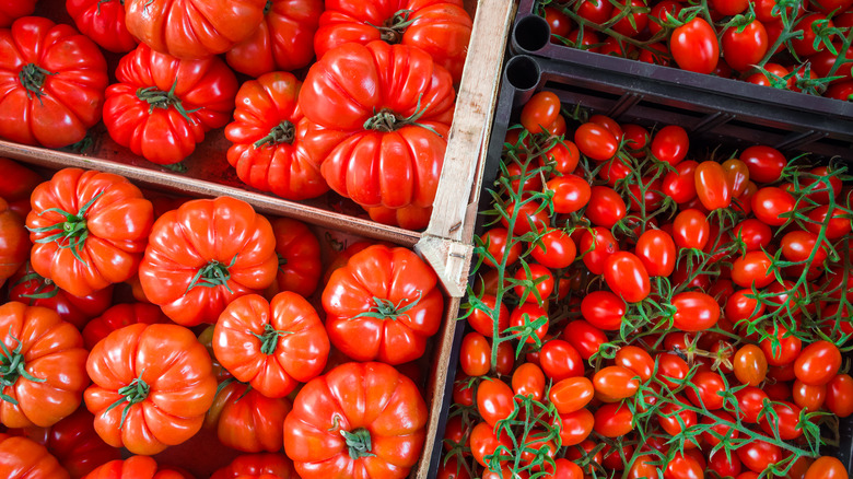 Bins of local tomatoes