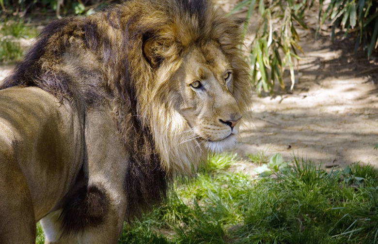 Lion Country Safari