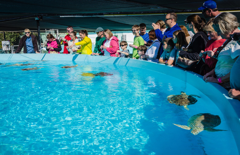 The Turtle Hospital 