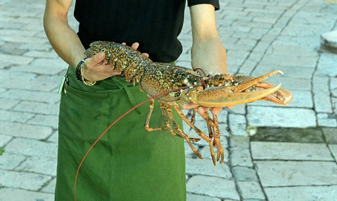 Live lobster