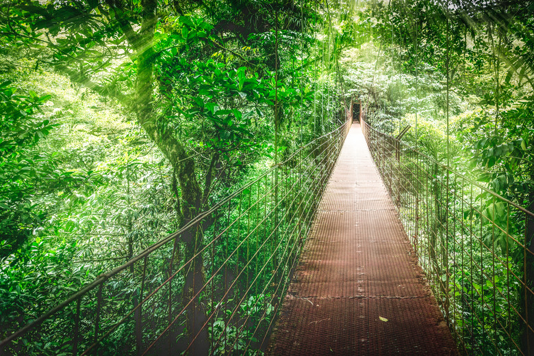 costa rica rainforest