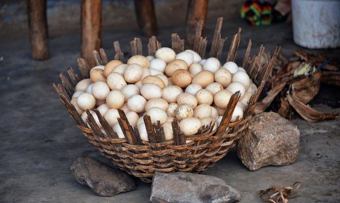 Eggs in basket