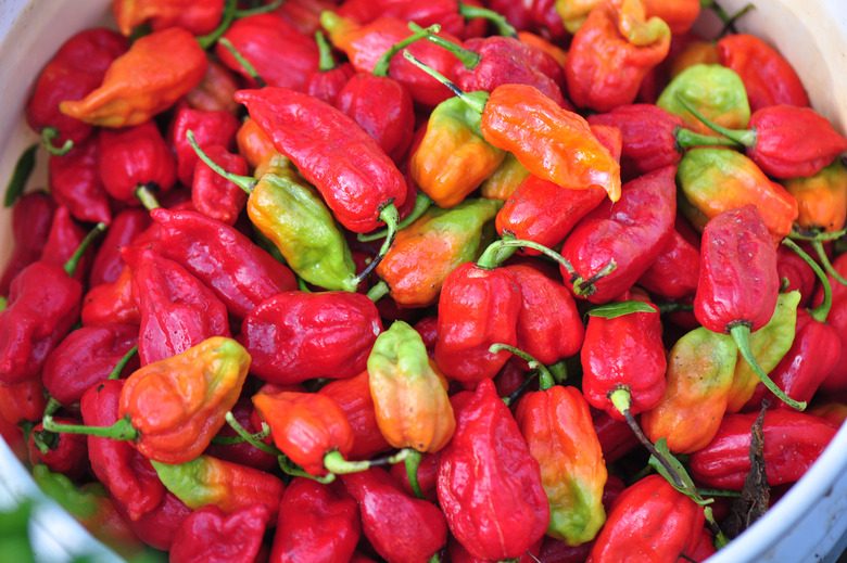 ghost pepper