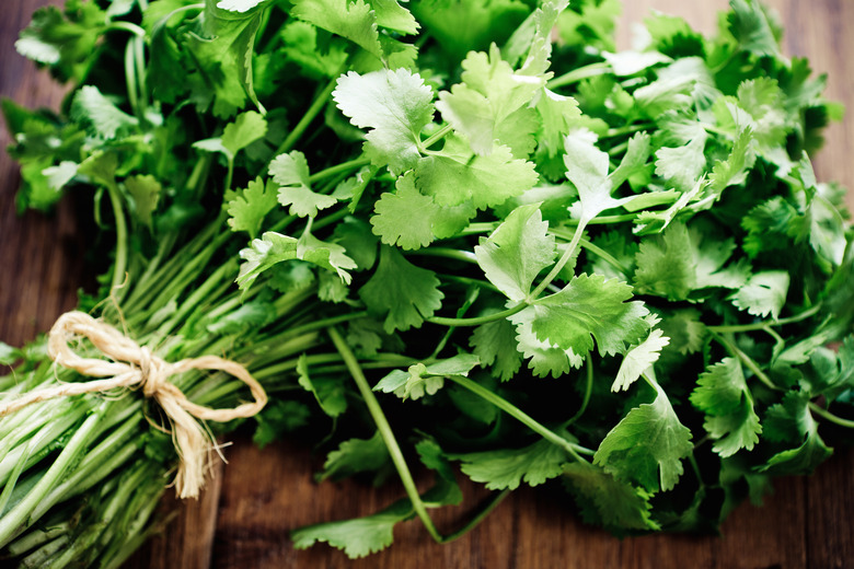 cilantro