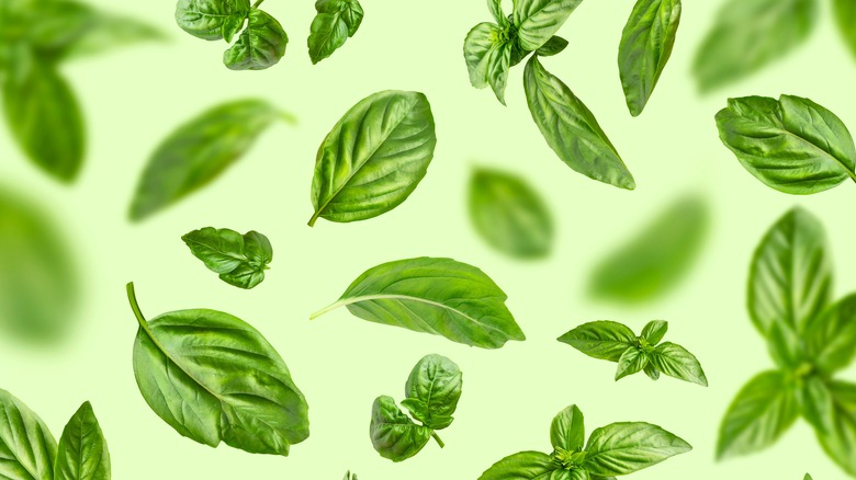 basil leaves drawing 