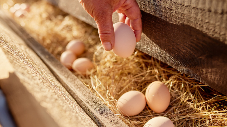 A hand picking up one egg among several in straw