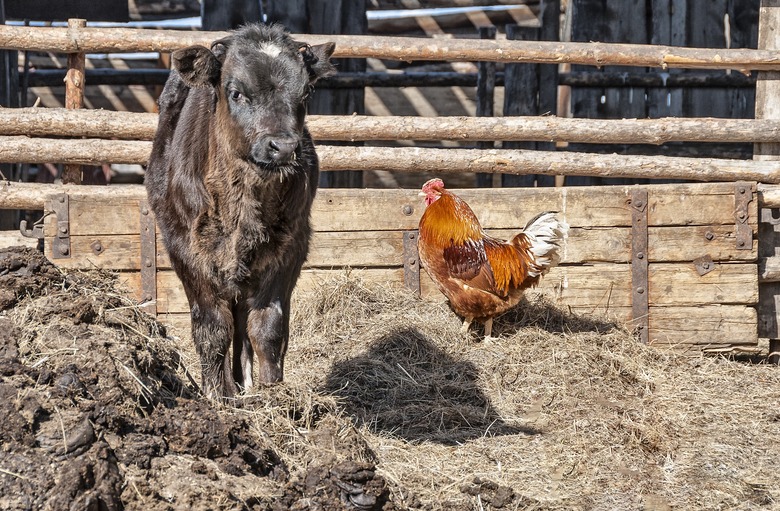 livestock