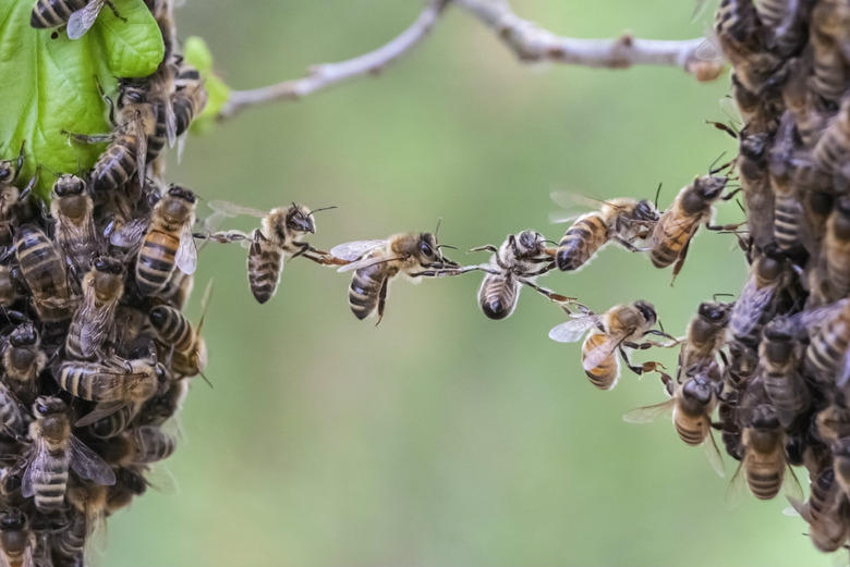 Bees
