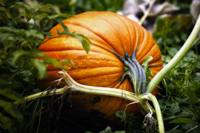 Pumpkins are fruits too