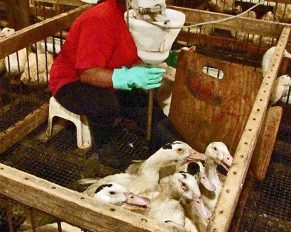 Hudson Valley Farms