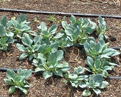 French Laundry gardens