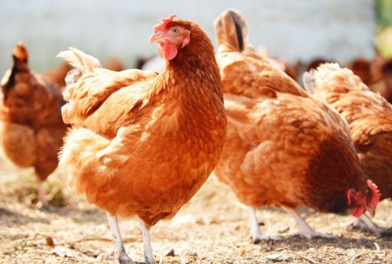 hen