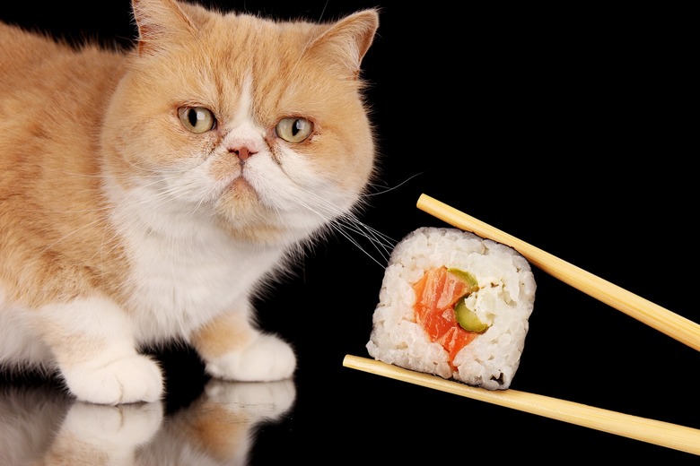 sushi cat