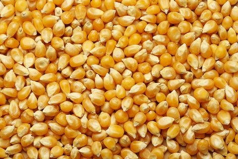 What are "Old Maids"?: 8 Fun Popcorn Facts