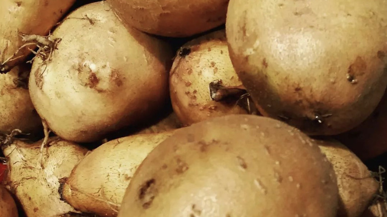 Pile of white sweet potatoes