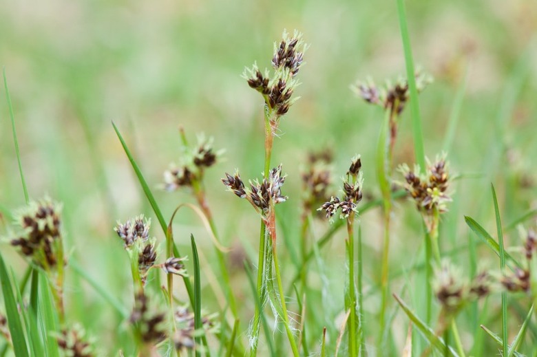 Sedges
